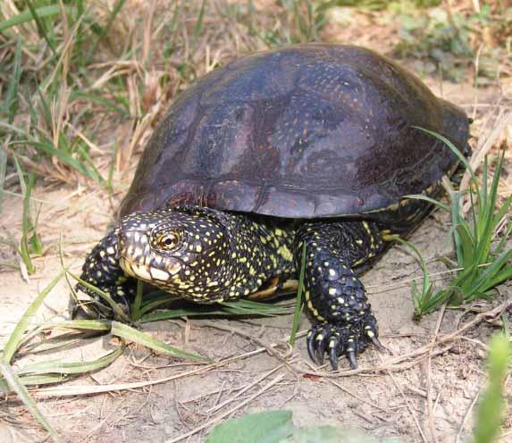 151 Barska kornjača Emys orbicularis (Linnaeus, 1758) Engleski naziv: European Pond Terrapin Sinonimi: nema Razred: Reptilia, gmazovi, reptiles Red: Testudines, kornjače, turtles, tortoises and