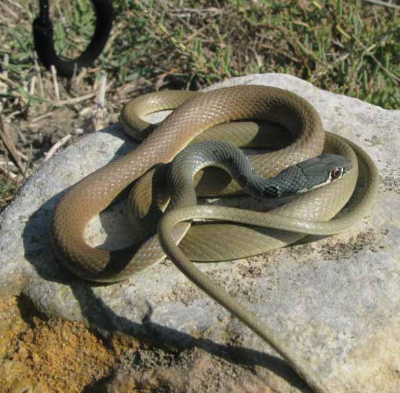 155 Šilac Platyceps najadum (Eichwald, 1831) Uzroci ugroženosti: Ova vrsta ima izrazito fragmentiranu i reliktnu distribuciju u planinskim lancima Alpa i Dinarida te je prisutna na području manjem od