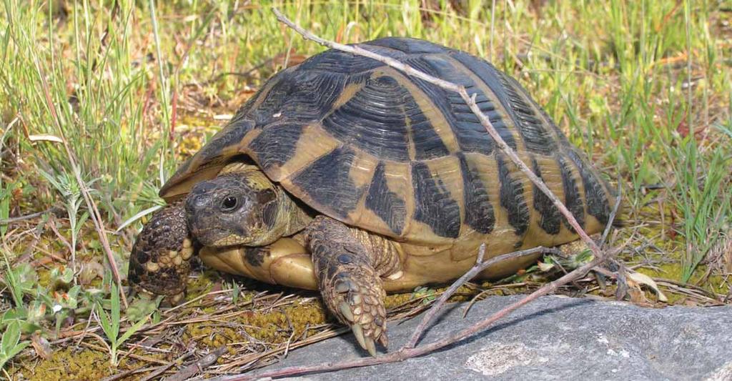 160 Slika 85. Kopnena kornjača/hermann's tortoise/testudo hermanni SNIMIO/PHOTO BY DUŠAN JELIĆ i Osijeka.