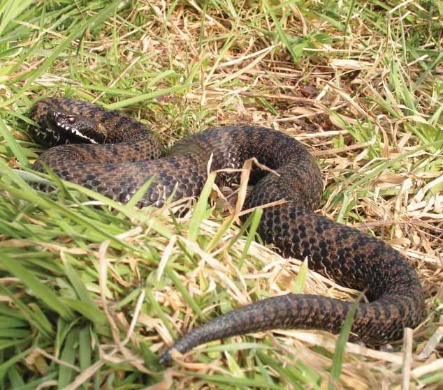 163 Riđovka Vipera berus (Linnaeus, 1758) Engleski naziv: Common Adder Sinonimi: Coluber berus Linnaeus, 1758; Pelias berus Merrem 1820; Vipera berus pseudaspis Schreiber 1912 Razred: Reptilia,