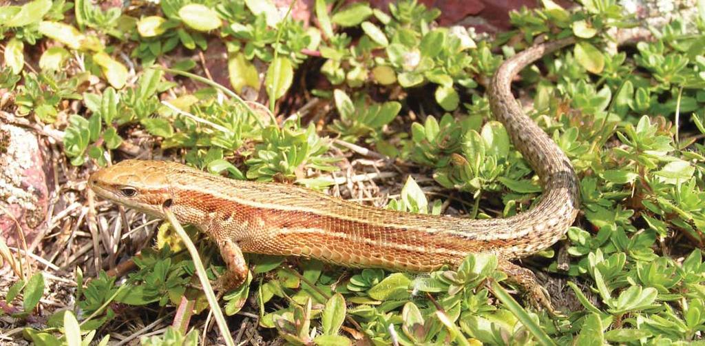 170 Živorodna gušterica Zootoca vivipara (Von Jacquin, 1787) Engleski naziv: Viviparous lizard Sinonimi: Lacerta vivipara Von Jacquin, 1787 Razred: Reptilia, gmazovi, reptiles Red: Squamata,