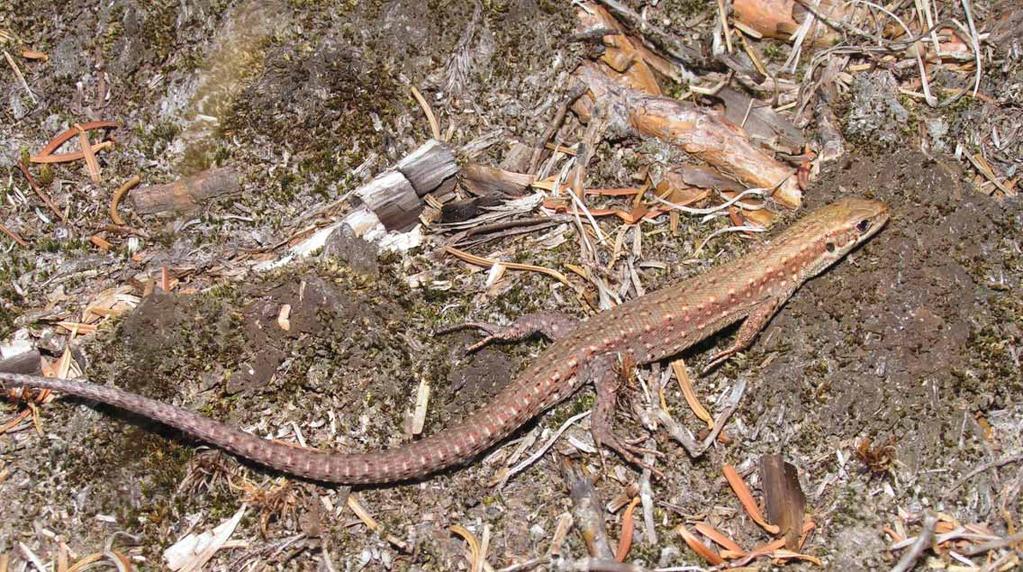 173 Druge procijenjene svojte/populacije: Panonska živorodna gušterica Zootoca vivipara pannonica (Lac & Kluch, 1968) Engleski naziv: Pannonian viviparous lizard Sinonimi: Lacerta vivipara ssp.