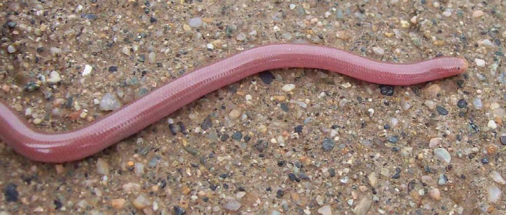 178 Zmija sljeparica Typhlops vermicularis Merrem, 1820 Engleski naziv: Worm Snake Sinonimi: sljeparica; Typhlops flavescens Bibron et Bory, 1833 Razred: Reptilia, gmazovi, reptiles Red: Squamata,