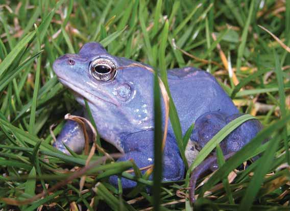 17 rus kitaibelii) i riđovka (Vipera berus), dok mediteransku regiju naseljava ukupno 38 vrsta (36+2), od čega je čak 25 (23+2) vrsta isključivo vezano uz ovu regiju: kopnena kornjača (Testudo