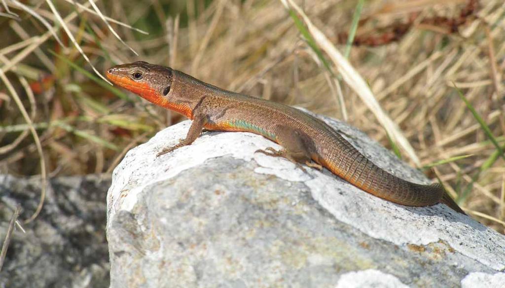 182 Krška gušterica Podarcis melisellensis (Braun,1877) Engleski naziv: Dalmatian wall lizard Sinonimi: Lacerta melisellensis Braun, 1877, Lacerta taurica fiumana Werner, 1920 Razred: Reptilia,