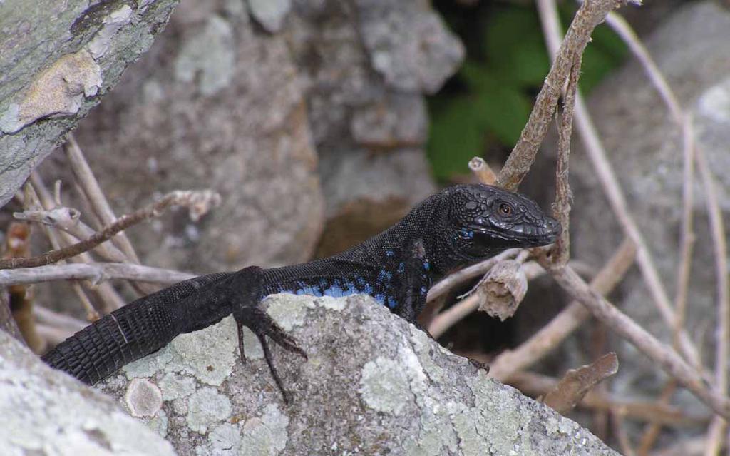 185 Druge procijenjene svojte/populacije: Brusnička gušterica Podarcis melisellensis melisellensis (Braun, 1877) Engleski naziv: Brusnik wall lizard Globalna kategorija ugroženosti: NE Europska