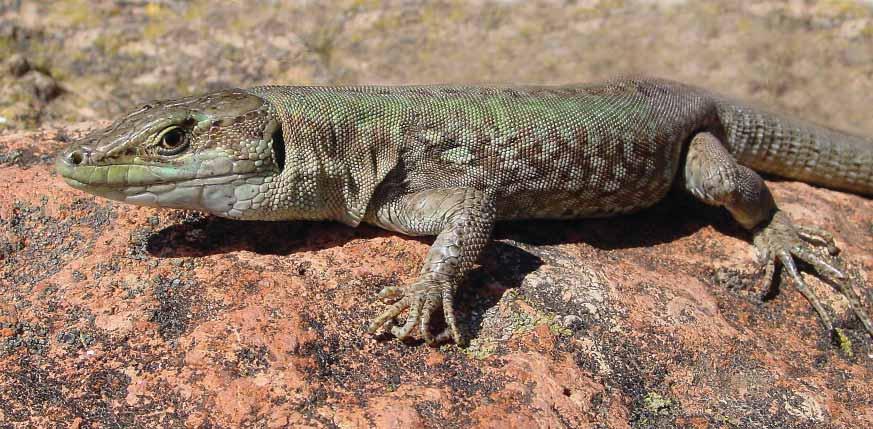 193 Dubrovačka primorska gušterica Podarcis siculus ragusae (Wettstein, 1931) Engleski naziv: Dubrovnik wall lizard Globalna kategorija ugroženosti: NE Europska kategorija ugroženosti: NE