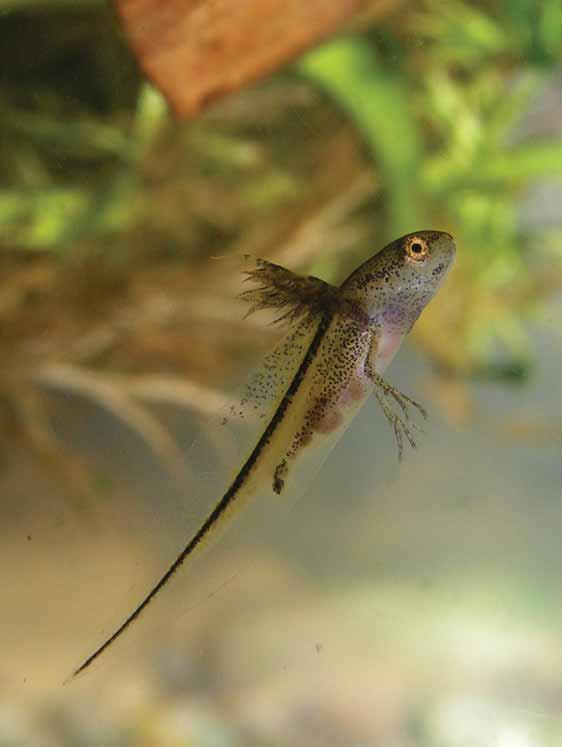 the common spadefoot (~ 110 mm), c) a large Danube