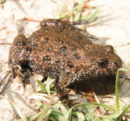 98 Crveni mukač Bombina bombina (Linnaeus, 1761) Engleski naziv: Fire-bellied Toad Sinonimi: Rana bombina Linnaeus, 1761 Razred: Amphibia, vodozemci, amphibians Red: Anura, bezrepci, frogs and toads