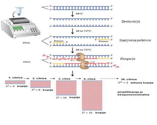 drugog ciklusa umnažanja, dvostupanjskog PCR-a (engl. nested-pcr), na način da se produkt prve reakcije PCR-a koristi kao kalup za drugu reakciju PCR-a, sa novim parom početnica.