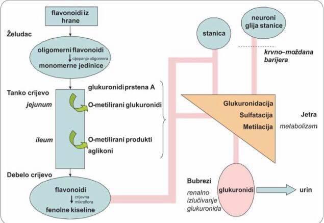 Slika 4. Prikaz razgradnje flavonoida u probavnom sustavu čovjeka (Spencer, 2003g) Brojni čimbenici utječu na apsorpciju polifenolnih spojeva i njihovih metabolita.