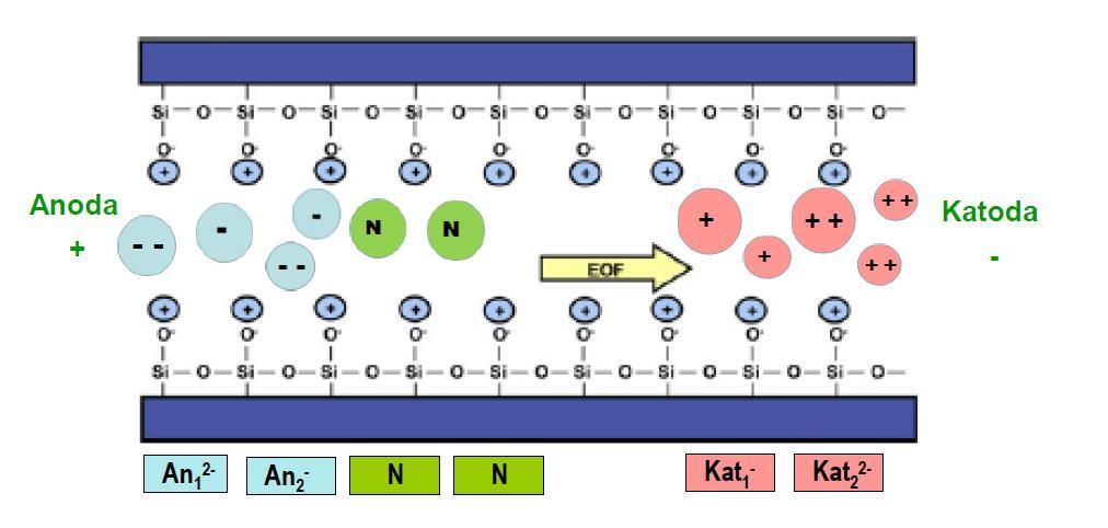 vrijednostima ph, EOF je dovoljno jak da pomiče katione prema katodi. Povećanjem ph, kretanje EOF-a se povećava dosežući svoj maksimum pri ph 8.