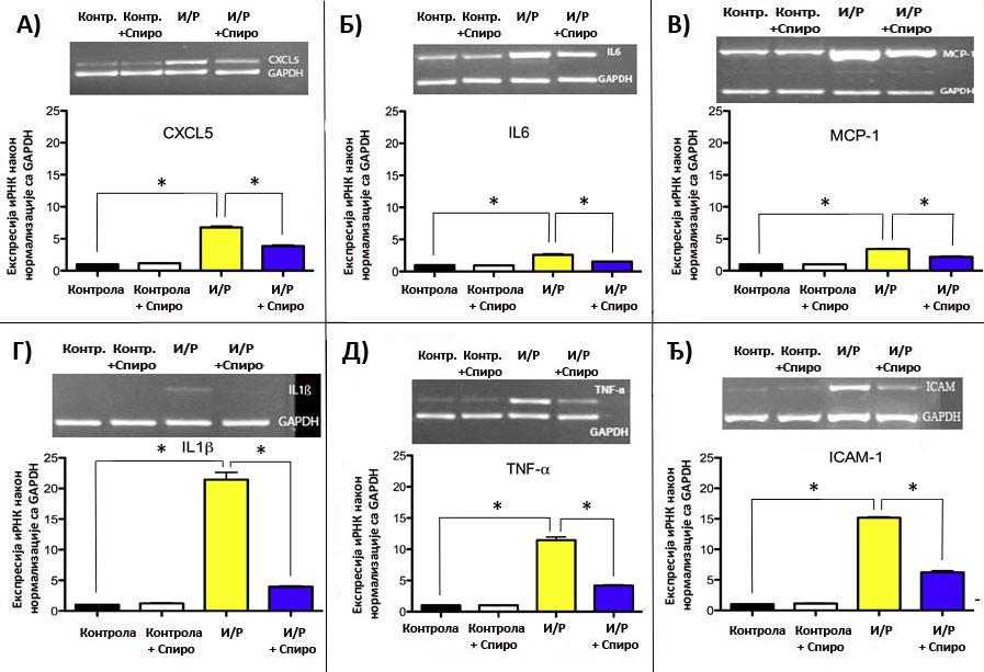 Слика 7. Семиквантитативно одређивање експресије информационе РНК за цитокине А) CXCL5, Б) IL6,В) MCP-1, Г) IL1-ß, Д) TNFα и адхезионог молекула Ђ) ICAM-1 помоћу end point RT-PCR методе.