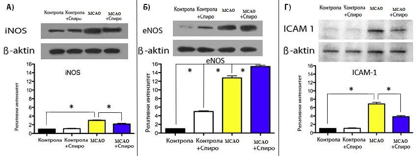 експеримената како би се методом имуноблотинга Western blot специфичним антителима испитао утицај спиронолактона на синтезу синтетаза азотних оксида inos и enos као и адхезионог молекула ICAM-1 код