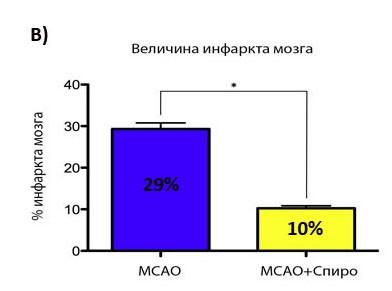 Мерењем величине инфаркта на офарбаним пресецима ткива мозга уочили смо значајно смањење величине инфаркта код МCAO+Спиро групе животиња у односу на МCAO групу. Анализирајући дистрибуцију Слика 14.