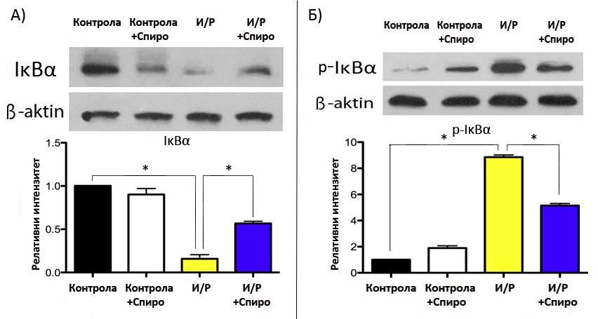 Утицајем спиронолактона на стабилизацију комплекса IκBα-NFκB код Bend.