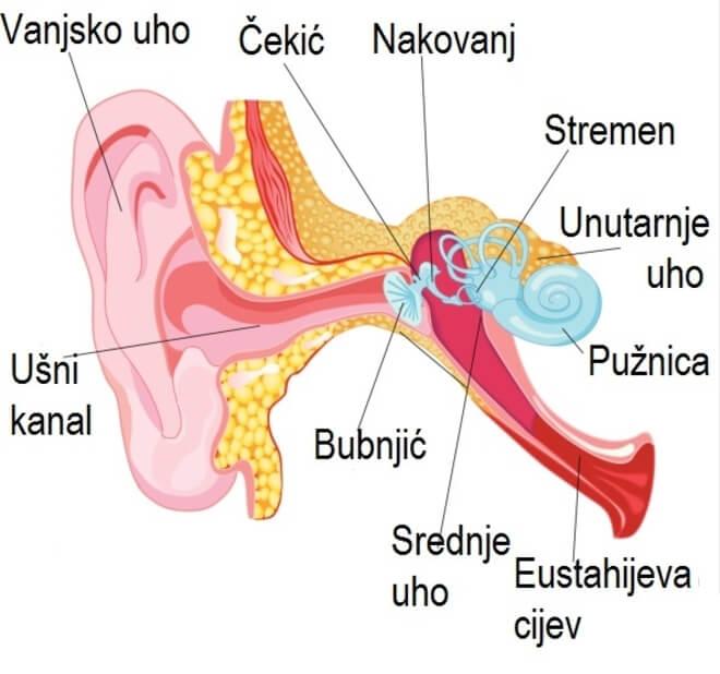 Eustahijeva cijev se povezuje sa ždrijelom te pomaže izjednačiti pritisak između srednjeg uha i vanjskog okruženja.