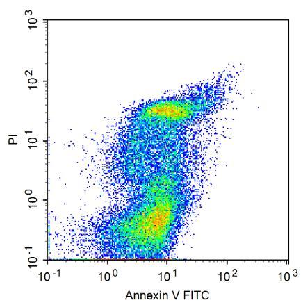 V-FITC + / PI - ; 3) касно апоптотичне, двоструко позитивне ћелије; Annexin V-FITC + / PI + (слика 4.2б). Резултати су изражени као проценат неапоптотичних и апоптотичних ћелија.