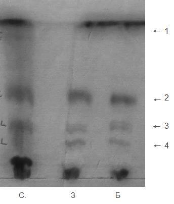 Слика 3.23. Хроматографија на танком слоју силика гела фосфолипида екстрахованих из збирних узорака серума здраве телади (З) и телади са бронхопнеумонијом (Б). C.