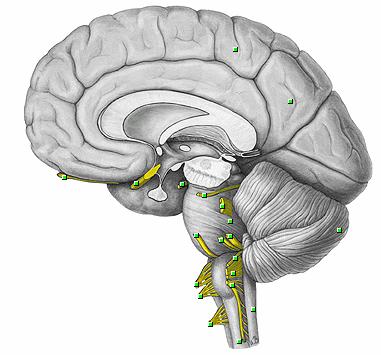 Živčani sustav Središnji Periferni Mozak