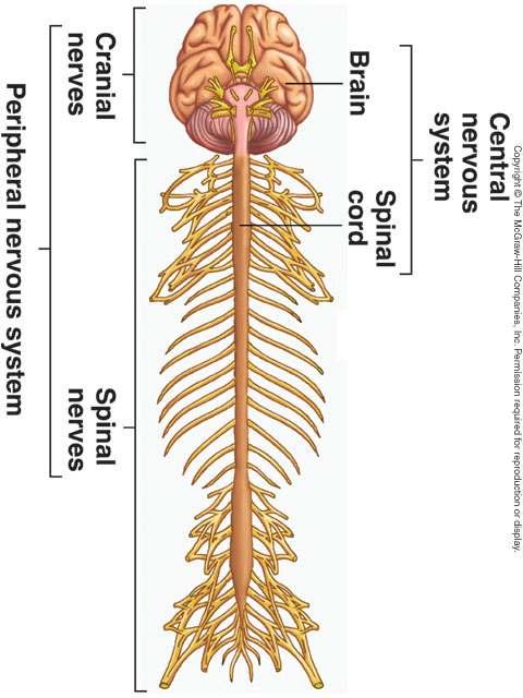 Centralni nervni sustav Sastavni dijelovi: 1. Mozak Smješten u lubanjskoj šupljini 2.