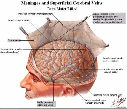 Moždane ovojnice Moždanice ( (meninge) obmataju i štite mozak i leñnu moždinu: tvrda, paučinasta i meka Tvrda moždanica
