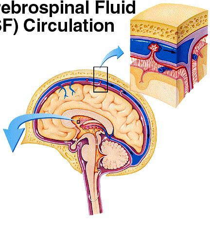 Mozak: izvana prema unutra CST cirkulira kroz moždane klijetke, dolje do centralnog kanala leñne moždine i unutar