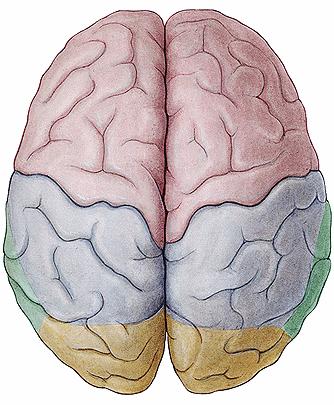 Veliki mozak 2 hemisfere (upravljaju suprotnom stranom tijela) - L.H.