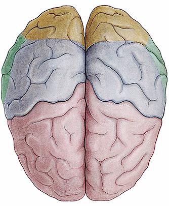 Veliki mozak žuljevito tijelo
