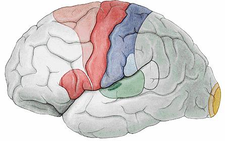 Veliki mozak - Precentralna vijuga motorički centri (inicijacija voljnih pokreta) -