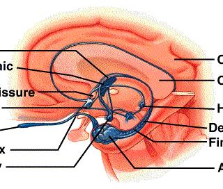 Veliki mozak sječanja Najdublji dio velikog mozga vezan uz mozgovno deblo limbički sustav Sudjeluje pri promjeni