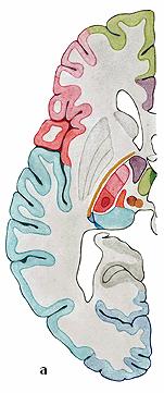 Diencefalon 3 bilateralne strukture iznad mozgovnog debla: brežuljak ( (talamus), podbrežje (hipotalamus) nadbrežje
