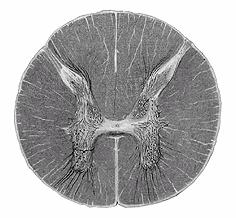 Leñna moždina stražnji rog (stražnji, osjetni korijen spinalnog