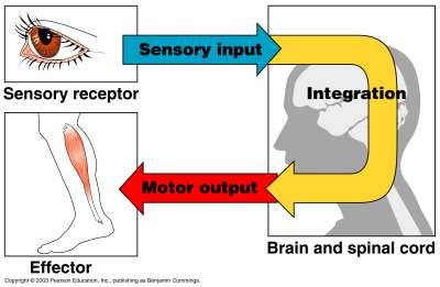 Funkcionalna klasifikacija perifernog živčanog sustava Motorički (eferentni) dio