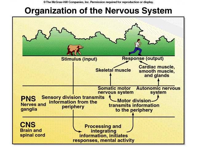 Organizacija živčanog sustava podražaj aj (ulaz) Skeletni mišić Odgovor (izlaz) Srčani mišić, glatki mišići, i, žlijezde Živci i gangliji Somatski motorički Autonomni nervni nervni sustav sustav