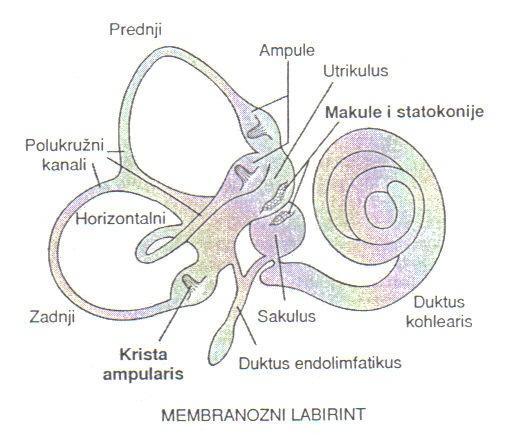 Membranozni labirint Membranozni labirint čine: tri polukružna kanala kohlea (ductus cochlearis) koji ih povezuje sa, dve šupljine poznate