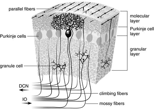 Aferentni ulazi u cerebelum su dvojaki: puzajuća vlakna i mahovinasta vlakna Sva puzajuća vlakna potiču iz donjeg olivarnog jedra produžene moždine Mahovinasta vlakna su sva ostala vlakna koja ulaze