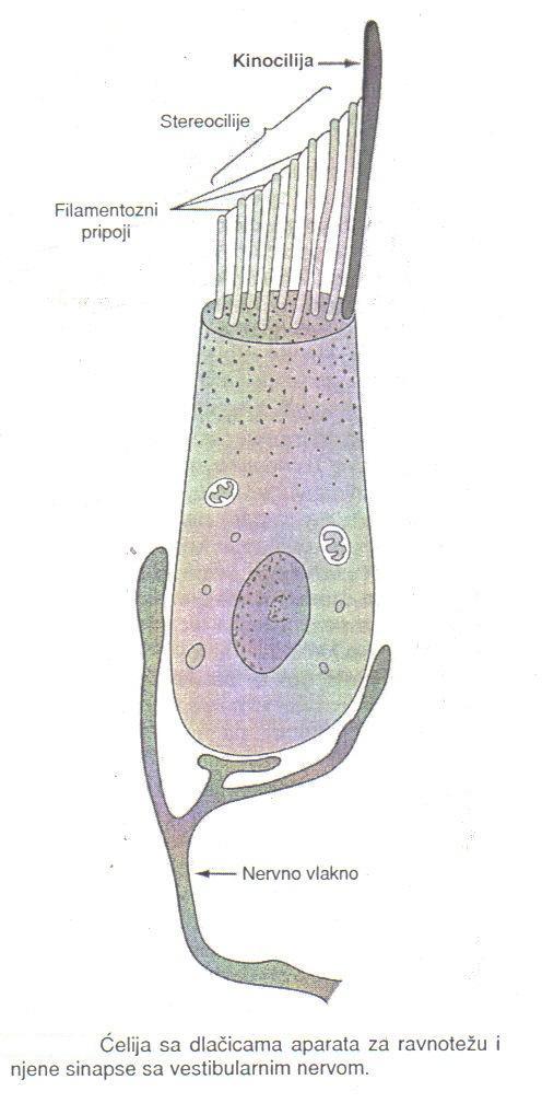Svaka ćelija sa dlačicama u makuli ima 50 70 malih cilija nazvanih stereocilije i jednu mnogo veću kinociliju.