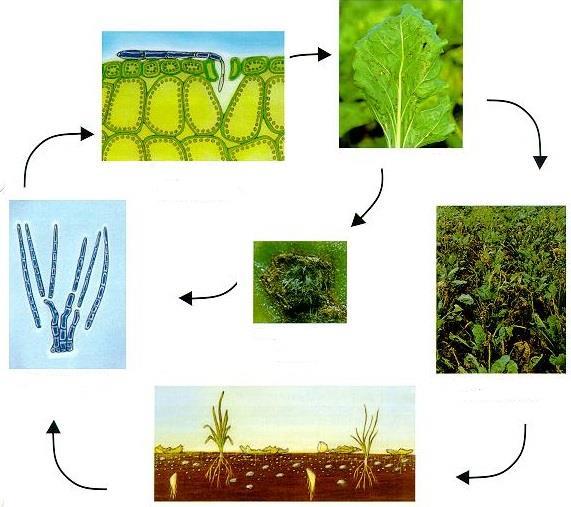 1. 8. 3. Pjegavost lišća (Cercospora beticola) Najznačajnija bolest koja napada biljke iz porodice Chenopodiaceae.