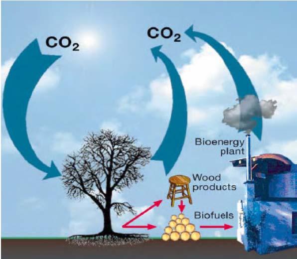Karakteristike biomase Obnovljivost Toplotna moć Drvo