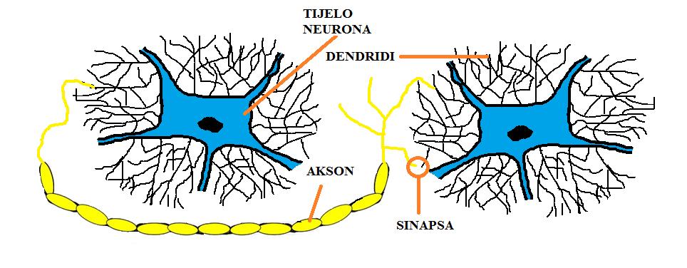 1.1.1. Biološki neuron Pojednostavljeni biološki neuron sastoji se od: tijela, aksona i mnoštva dendrida koji okruţuju tijelo neurona. Slika 1.