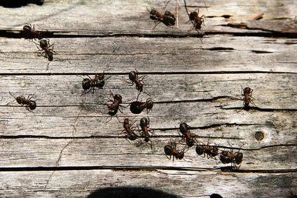 2.3. RAZLIKE IZMEĐU PRAVIH I VIRTUALNIH MRAVA Na slici 2.3 prikazani su biološki mravi u svom prirodnom staništu. Slika 2.3 Mravi u prirodi [5] Većina ideja za ACO potječe od bioloških mrava.