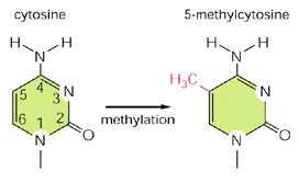Slika1. Prikaz struktura citizina(c) i 5-metilcitozina (5 -mc).metilacija citozina se vrši na 5-om C atomu citozina (Alberts, The Cell 5th Edition). 2.1. Obitelj DNA metiltransferaza DNA metilaciju provode DNA metiltransferaze (Dnmt) koje se mogu podijeliti u tri obitelji metiltransferaza, Dnmt1, Dnmt2 i Dnmt3.
