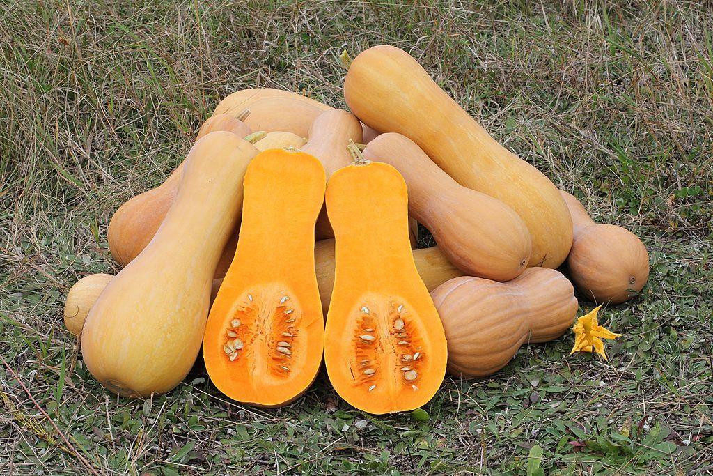 2. TEORIJSKI DIO 2.1. MUŠKATNA BUČA (Cucurbita moschata) 2.1.1. Opće karakteristike Muškatna buča (Cucurbita moschata) je biljka iz roda Cucurbita i porodice Cucurbitaceae (slika 1).