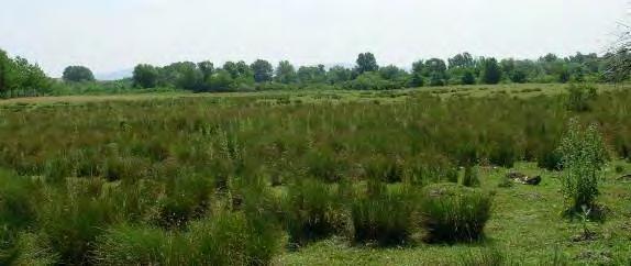 Опис природних, створених и предеоних одлика glomerata, Alopecurus pratensis, Festuca pratensis, Lathyrus pratensis, Veronica longifolia).