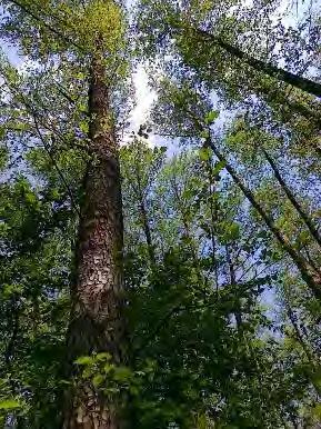Опис природних, створених и предеоних одлика 2 km од ушћа Нере поред насипа. Ова заједница налази се у окружењу матичних стабала домаће црне тополе (Populus nigra L.