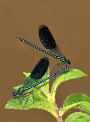 Бројност врстама вилинских коњица (Odonata) није посебно велика (11 врста), с обзиром на јединственост подлоге и других абиотичких фактора карактеристичних за Неру.