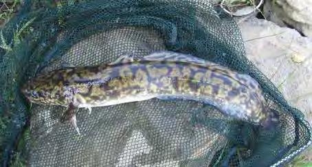Опис природних, створених и предеоних одлика 1.9. Фауна риба Будући да нема расположивих литературних података о ихтиофауни реке Нере, резултати добијени током истраживања Завода у периоду 2009-2011.