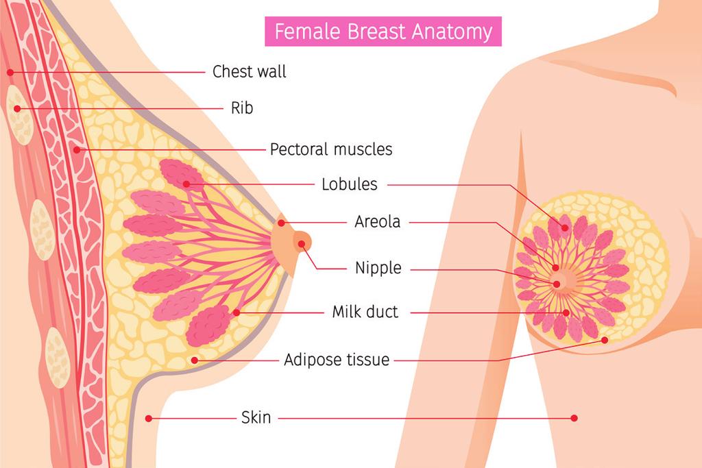 ESMO vodič za bolesnike Što je rak dojke?