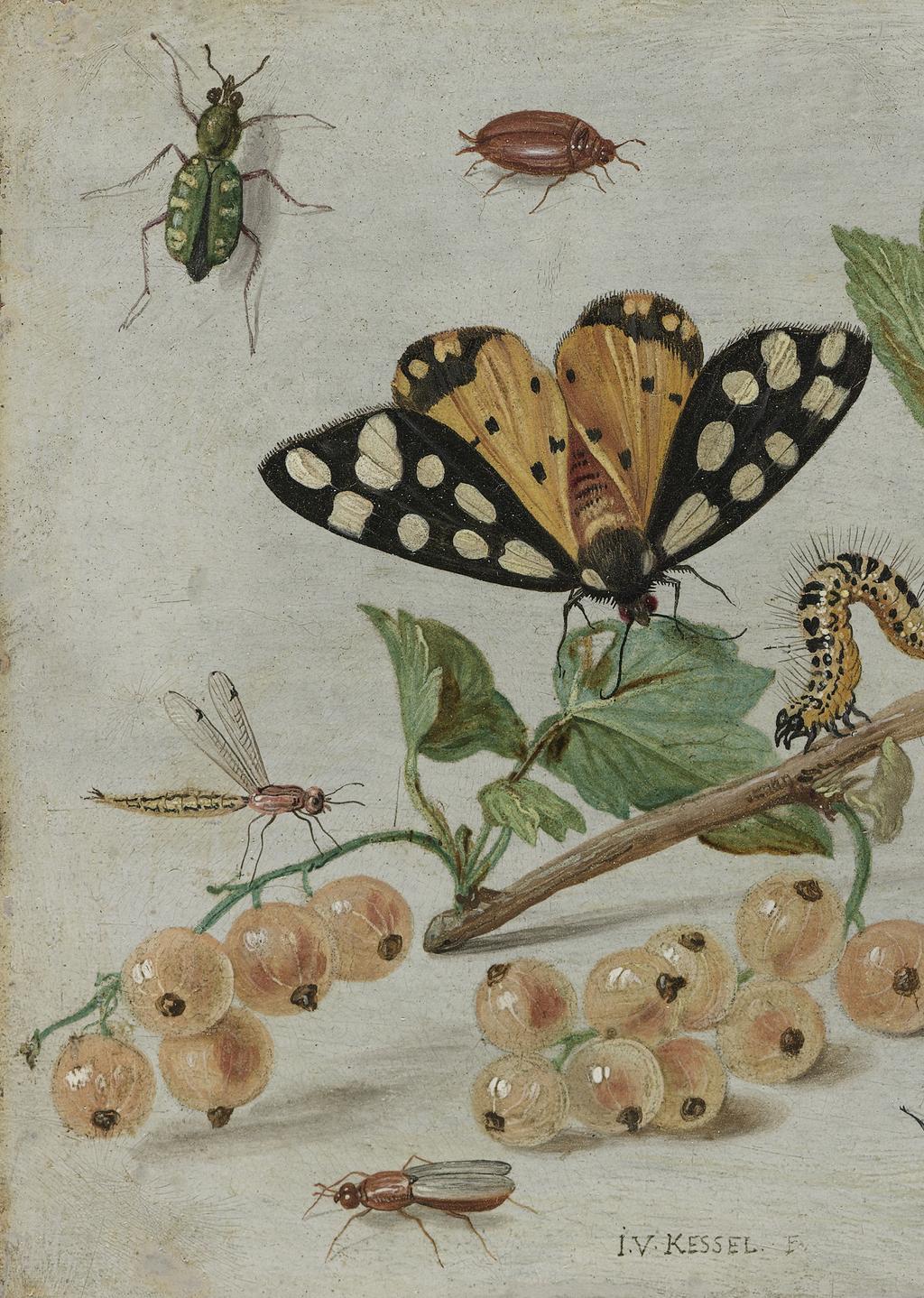 Инсекти и воће, 1660.